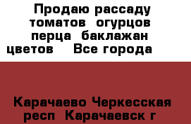 Продаю рассаду томатов, огурцов, перца, баклажан, цветов  - Все города  »    . Карачаево-Черкесская респ.,Карачаевск г.